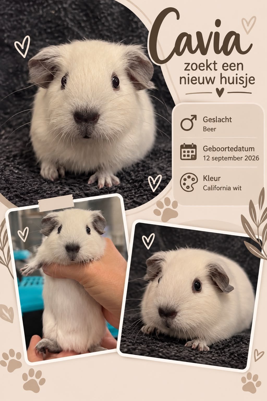 jonge cavia beer, wit california zwart, Dieren en Toebehoren, Cavia, Mannelijk, Tam, September