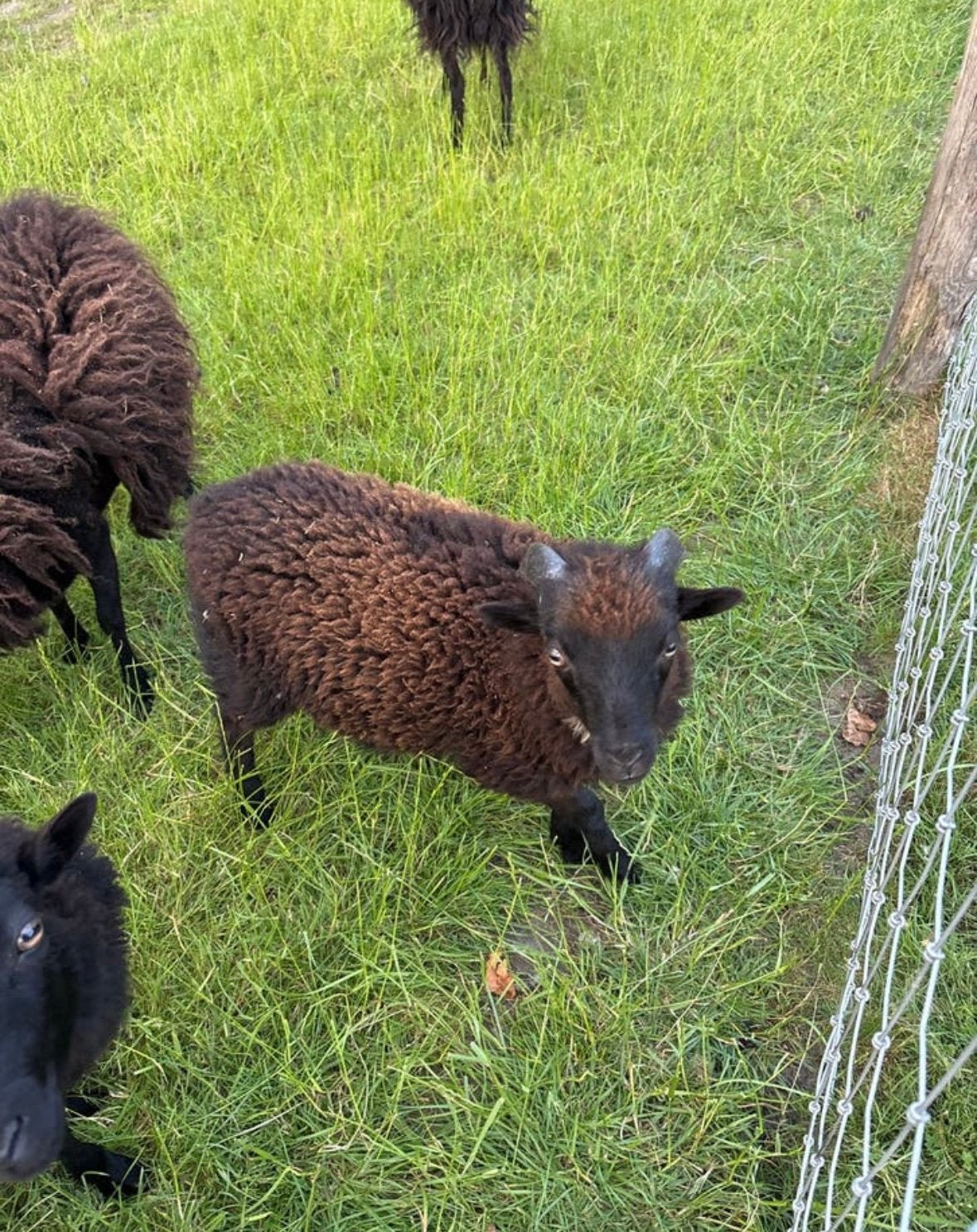 Ouessant ram, Mannelijk, Schaap