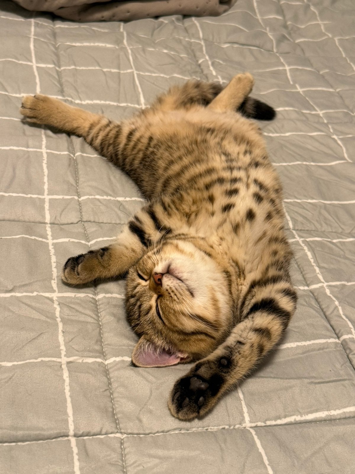 Britse korthaar poesje, Poes, Ontwormd