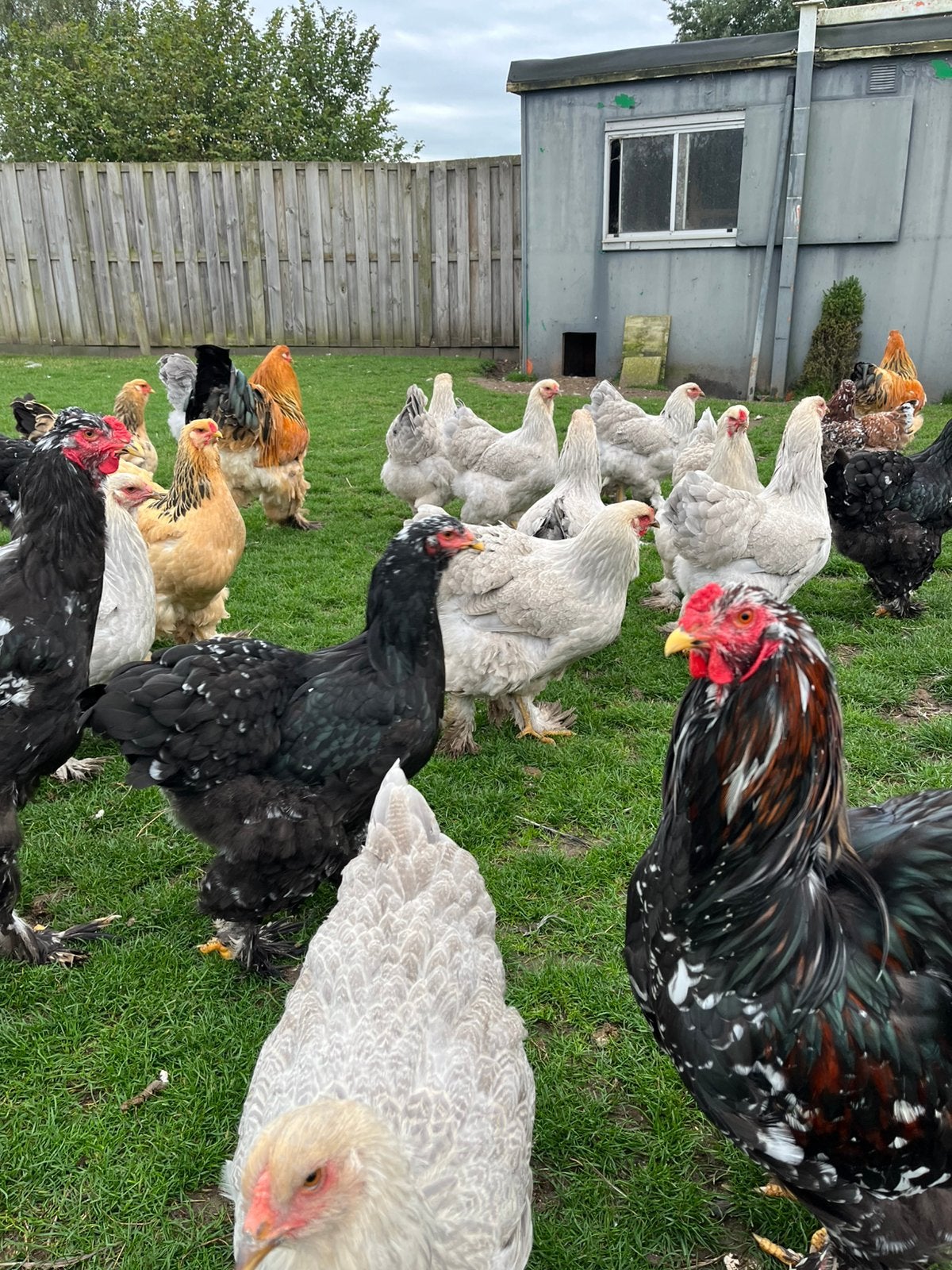 Brahma groot broedeieren, Dieren en Toebehoren, Meerdere dieren, Kip