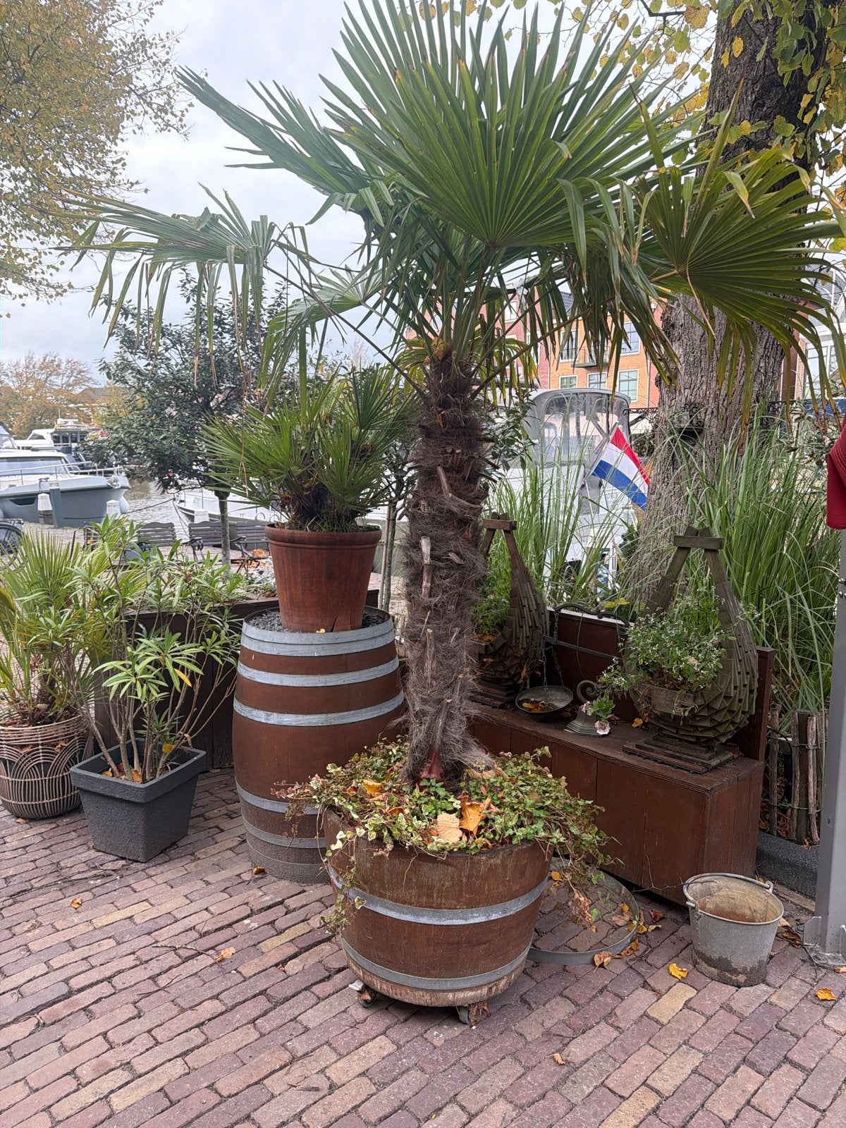Winterharde Chinese palm (2,5m) in wijnvat, Tuin en Terras, Volle zon, Vaste plant, Bloeit niet, Ophalen