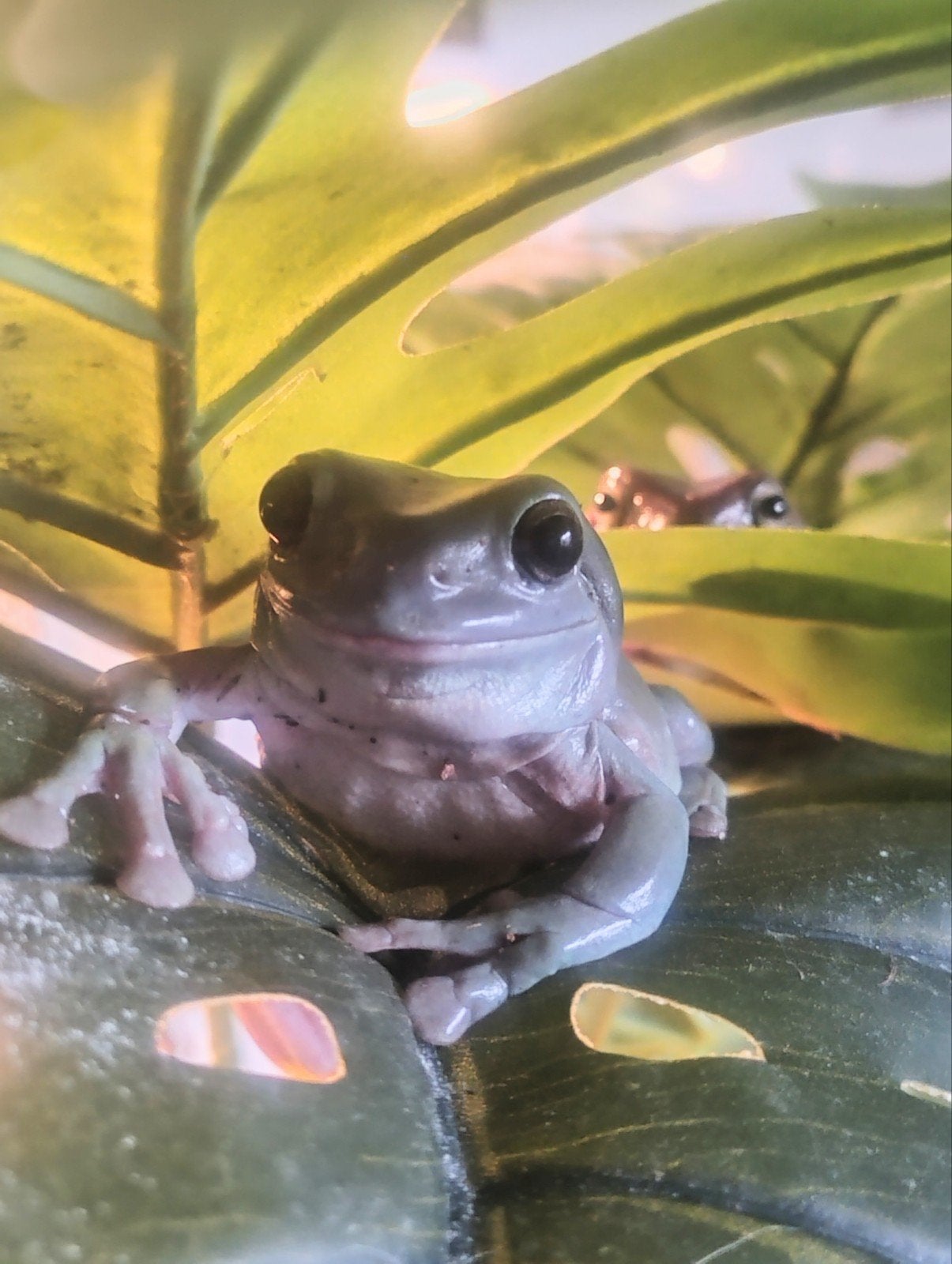 Koraalteen boomkikker-Litoria caerulea, Amfibie, Tam, 0 tot 2 jaar