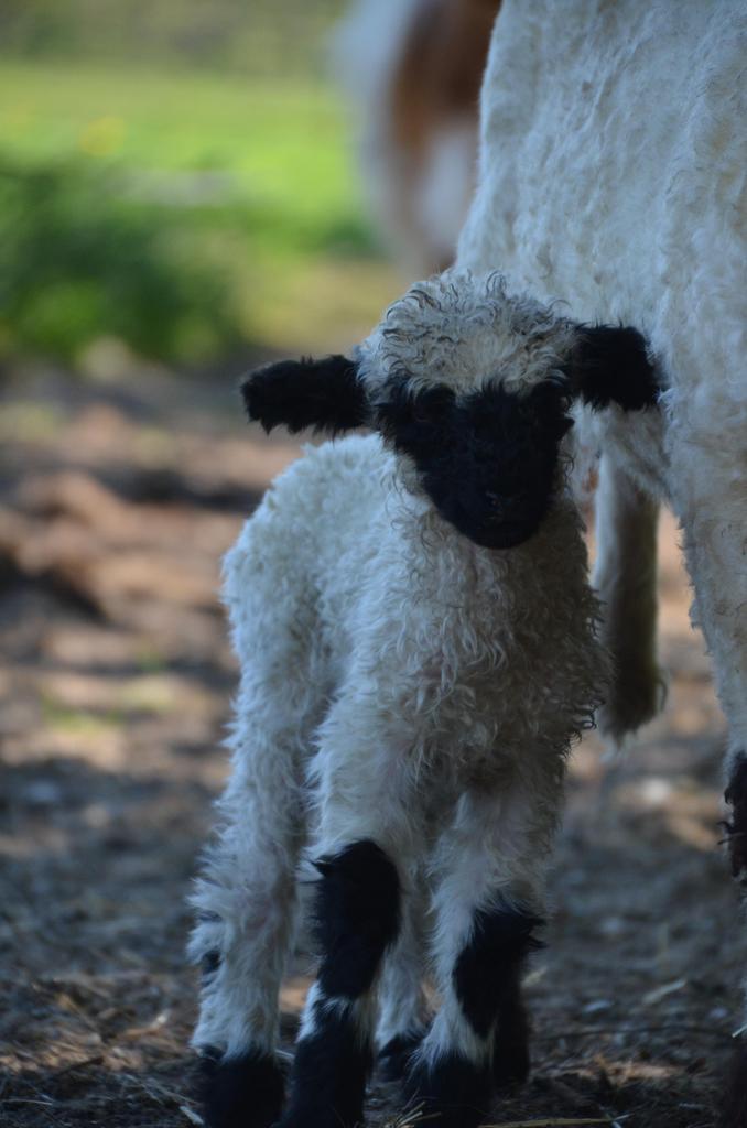 Super lief walliser schwarznase ramlam, Dieren en Toebehoren, Schapen, Geiten en Varkens, Mannelijk, Schaap