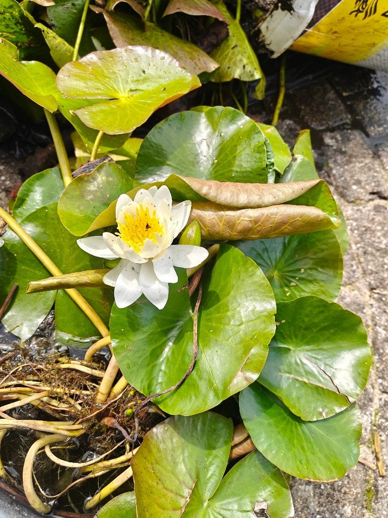 waterlelie wit, Tuin en Terras, Ophalen, Gebruikt