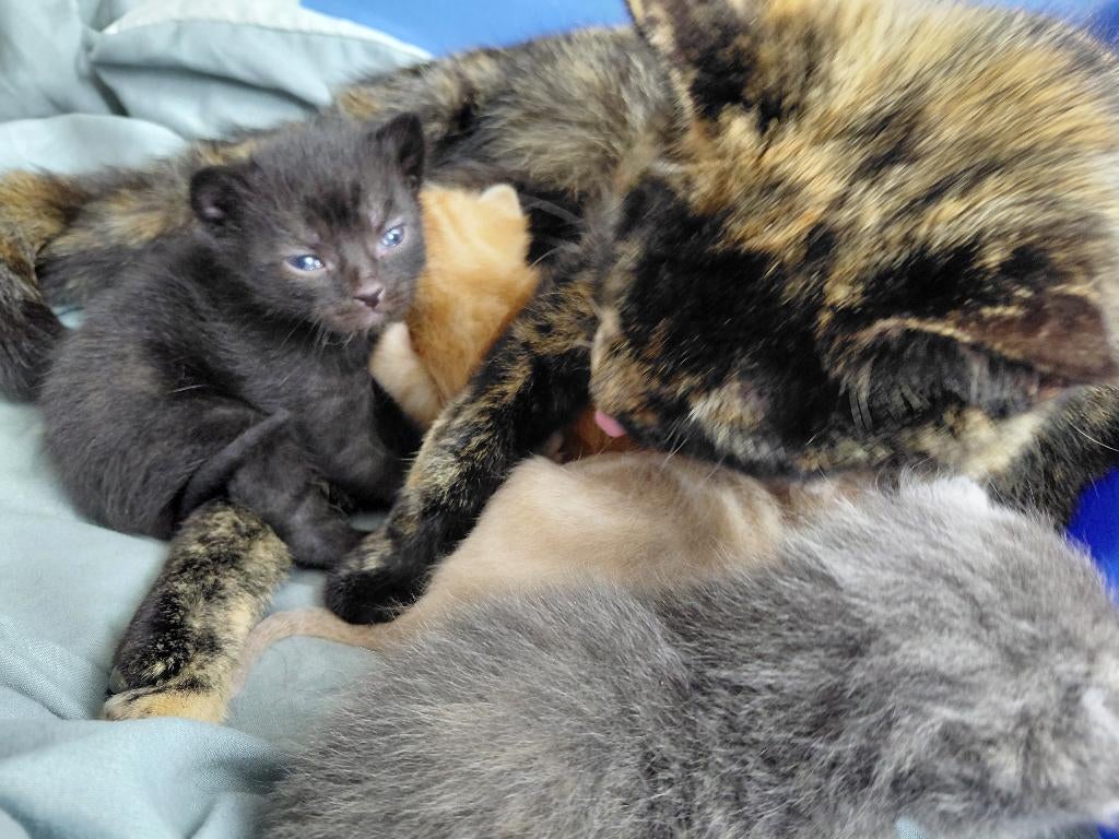 De leukste nieuwe huisjes gezocht vanaf 30 juni, Dieren en Toebehoren, Katten en Kittens | Overige Katten, Meerdere dieren, Kortharig