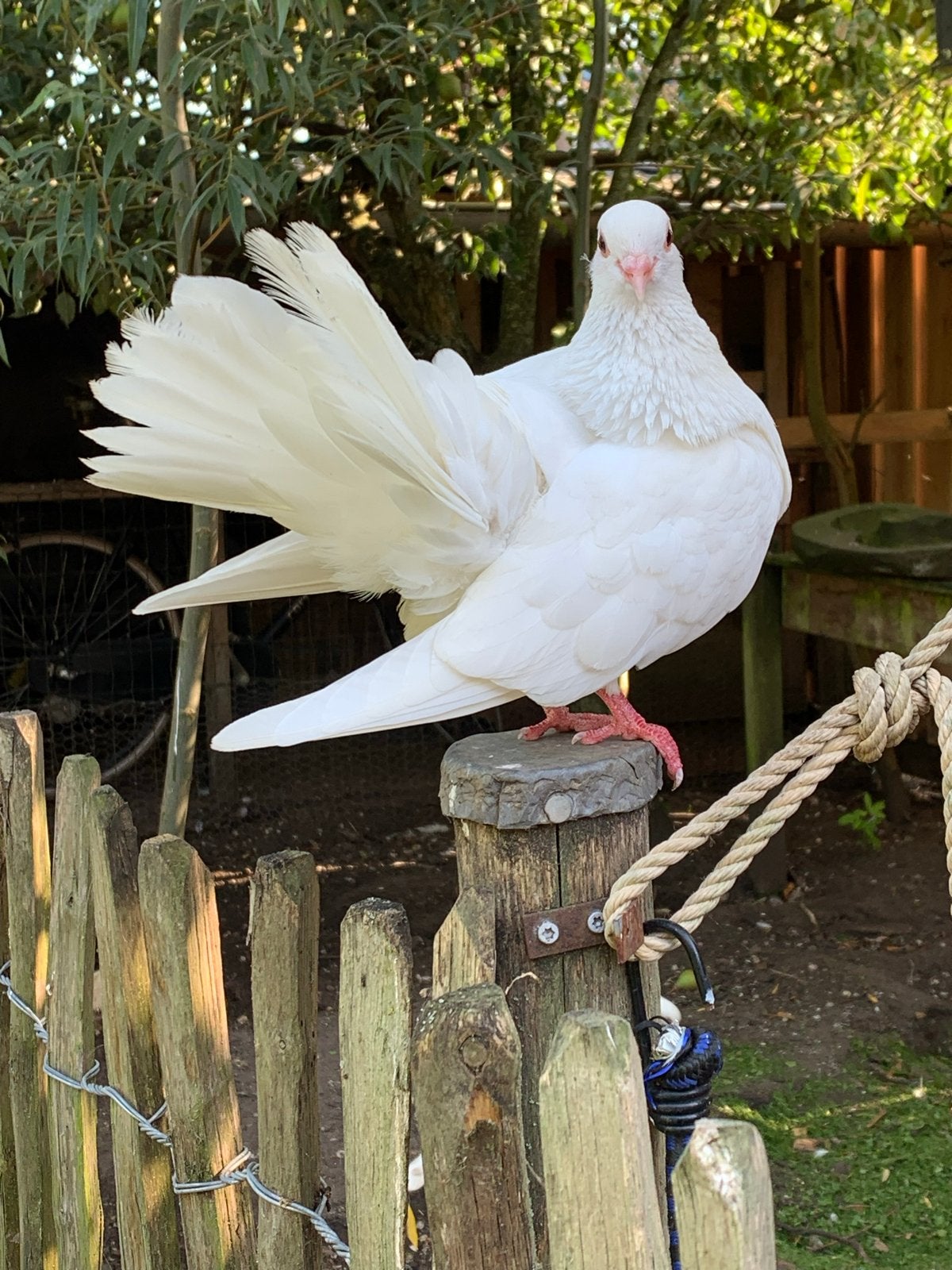 Witte sierduiven te koop, Dieren en Toebehoren, Meerdere dieren, Overige soorten
