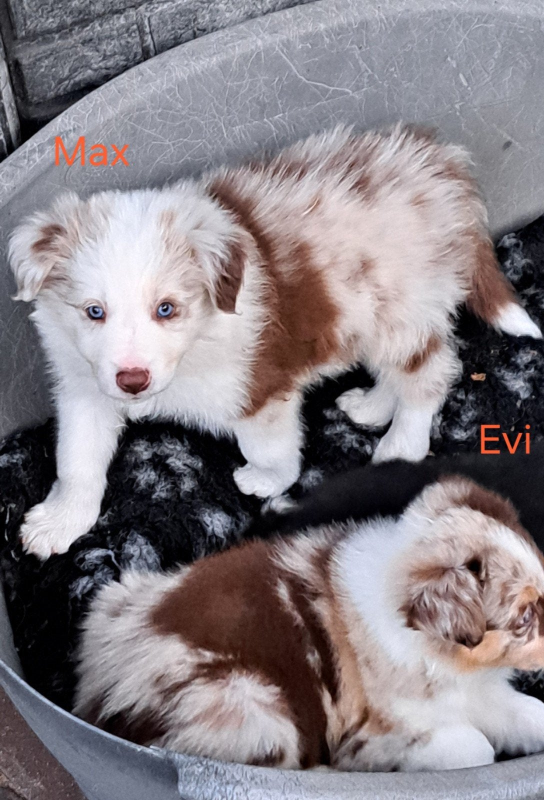 Goed thuis gezocht voor onze bordercollie pups, Dieren en Toebehoren, Honden | Herdershonden en Veedrijvers, Parvo, 8 tot 15 weken