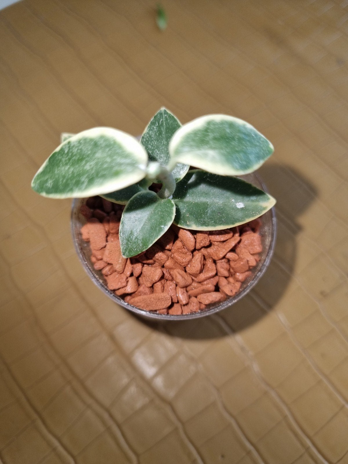 Hoya cumingiana variegata, Ophalen of Verzenden, Halfschaduw, Minder dan 100 cm