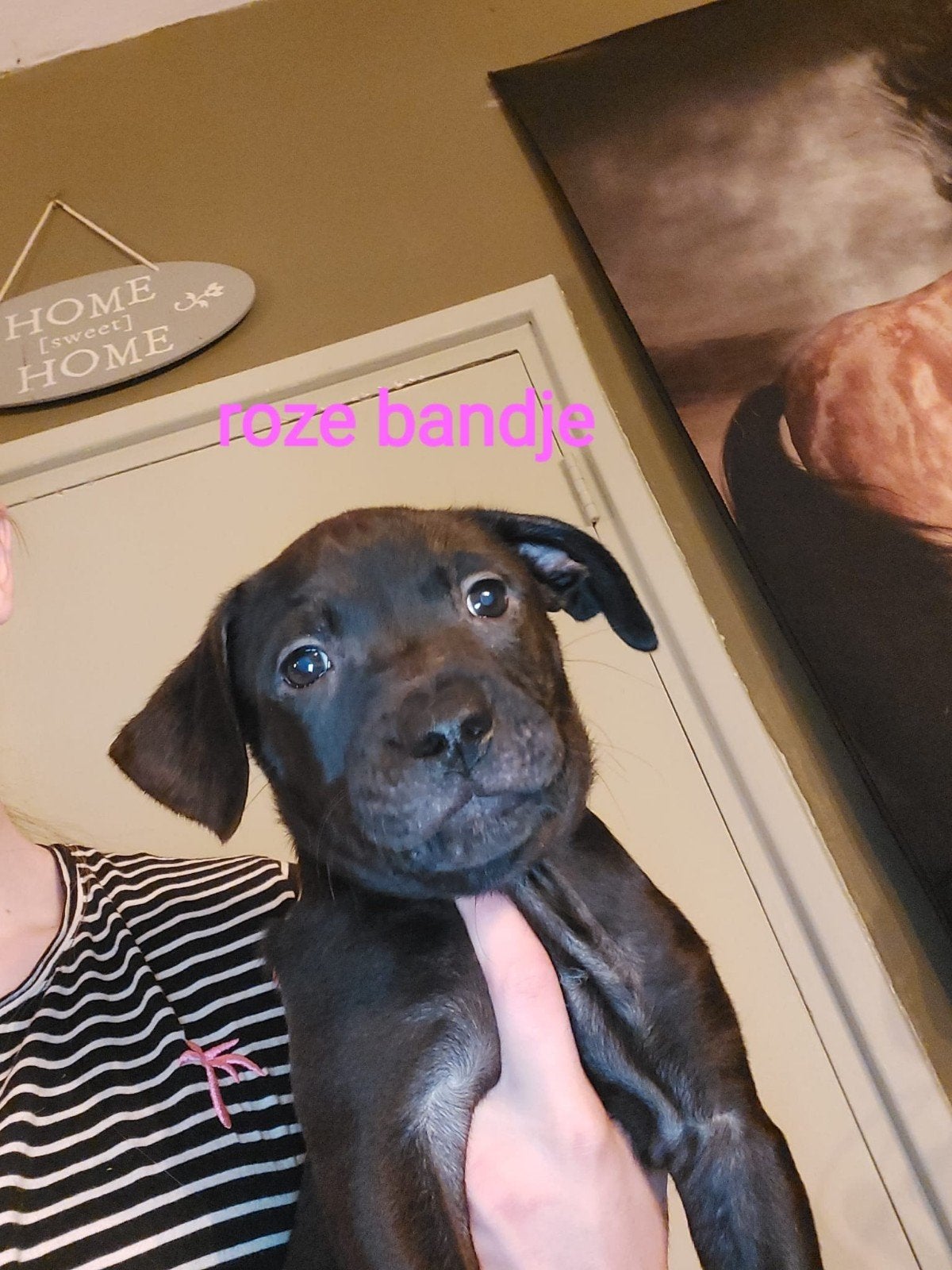 lieve retriever / labrador pups, Labrador retriever, Meerdere, Meerdere dieren, Nederland