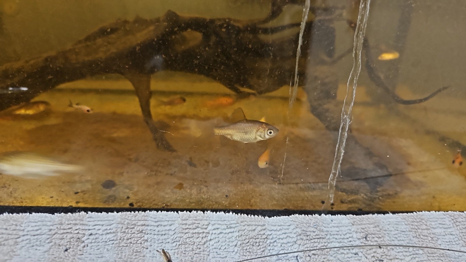 jonge goudvissen mix kleur, Dieren en Toebehoren, Vis