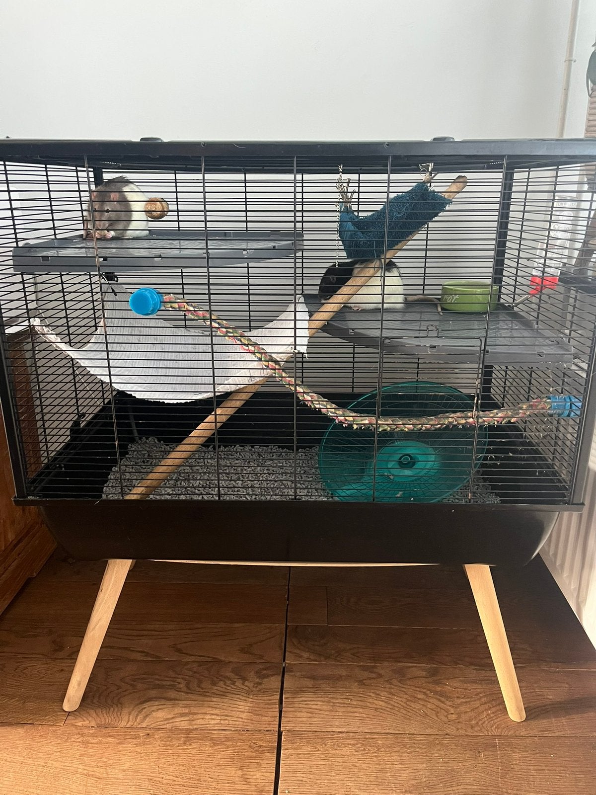 Lieve tamme ratjes, Rat, Augustus, Mannelijk, Tam