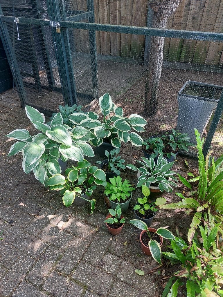 Hosta, Vaste plant, Halfschaduw, Zomer, Ophalen