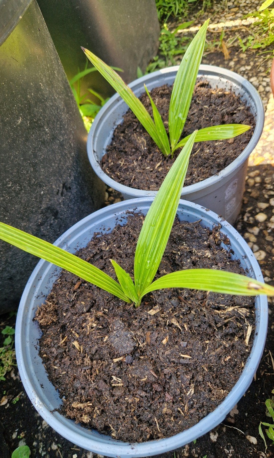 Jonge winterhard palm, Ophalen, Bloeit niet, Overige soorten, Volle zon