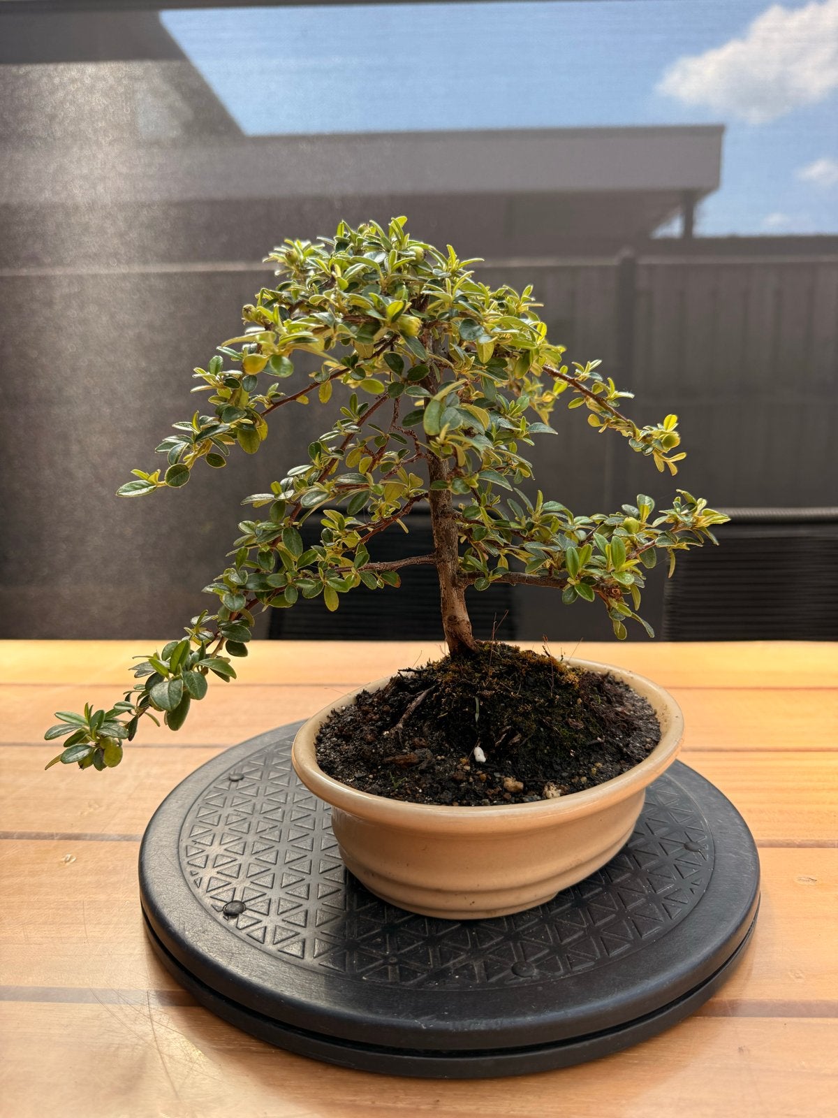 Pre-bonsai Cotoneaster (GERESERVEERD), Tuin en Terras, Planten | Tuinplanten, Overige soorten, Volle zon, Vaste plant, Ophalen of Verzenden