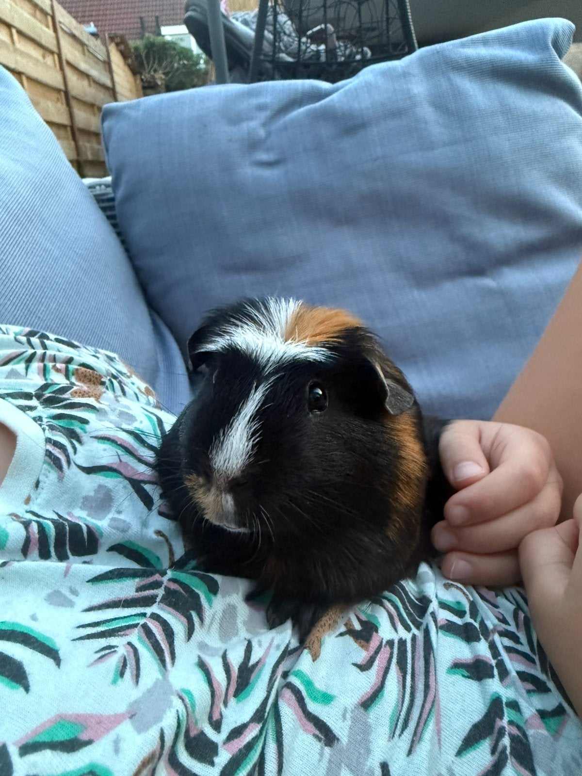 Cavia, Dieren en Toebehoren, Knaagdieren, Cavia, Juni, Mannelijk, Tam