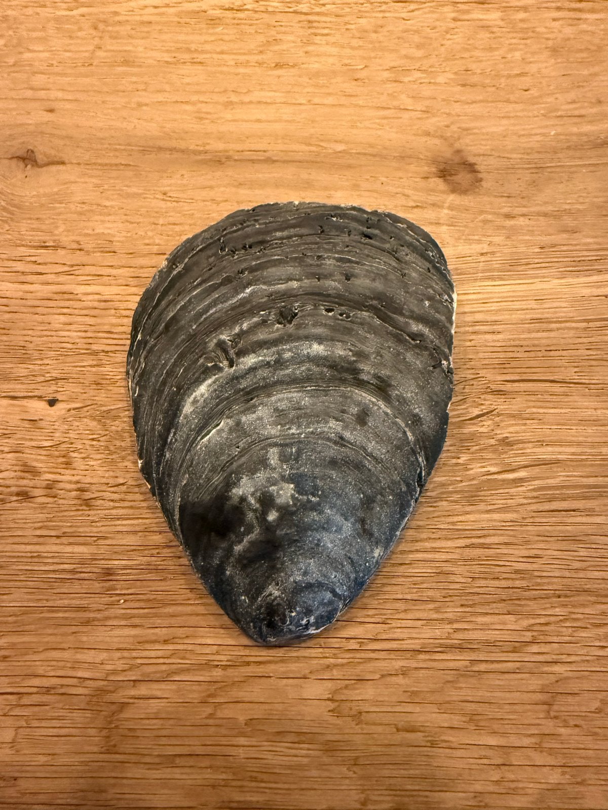 Natuurlijke schelp uit de zee, Ophalen of Verzenden, Schelp(en)