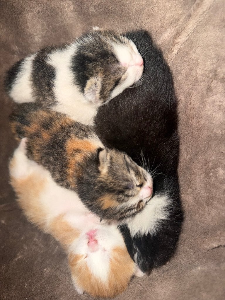 Kittens zoeken een nieuw huisje per oktober, Meerdere dieren, Ontwormd, 0 tot 2 jaar