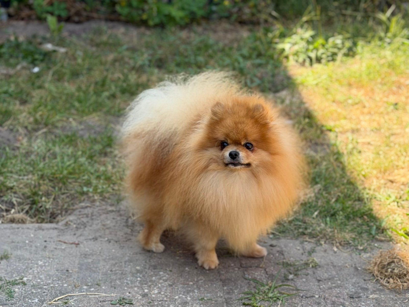 3 prachtige unieke Mini  pomeriaan /pomeranian reutjes, Dieren en Toebehoren, Keeshond, Reu, 1 tot 2 jaar, Parvo