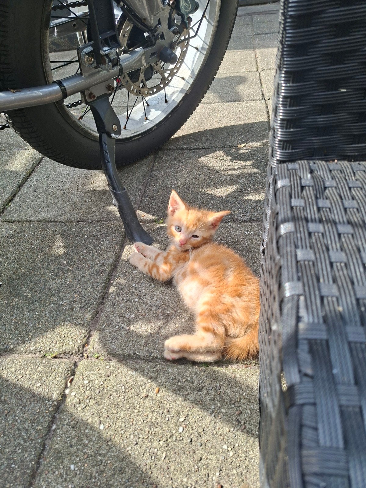 Halflangharige kittens, Dieren en Toebehoren, Katten en Kittens | Overige Katten, Kater