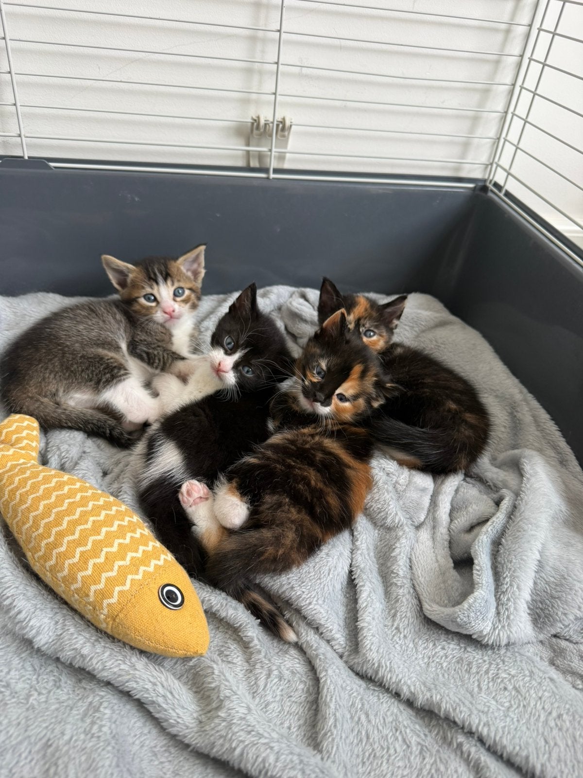 Hele mooie kittens kruising maine coon, Poes, Kortharig, 0 tot 2 jaar