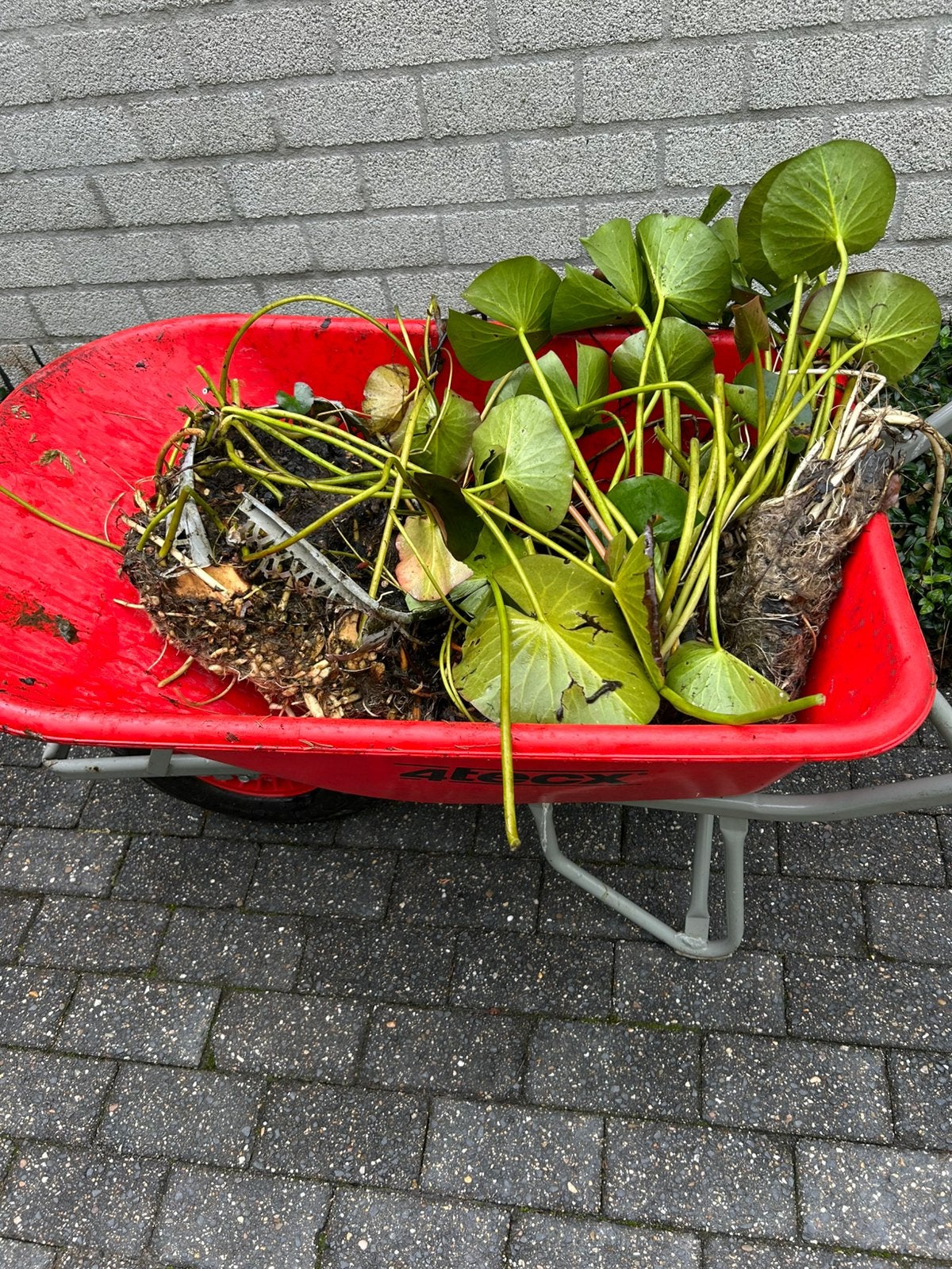 2 bakken vijver lelies, Tuin en Terras, Planten | Tuinplanten, Ophalen, Overige soorten, Volle zon
