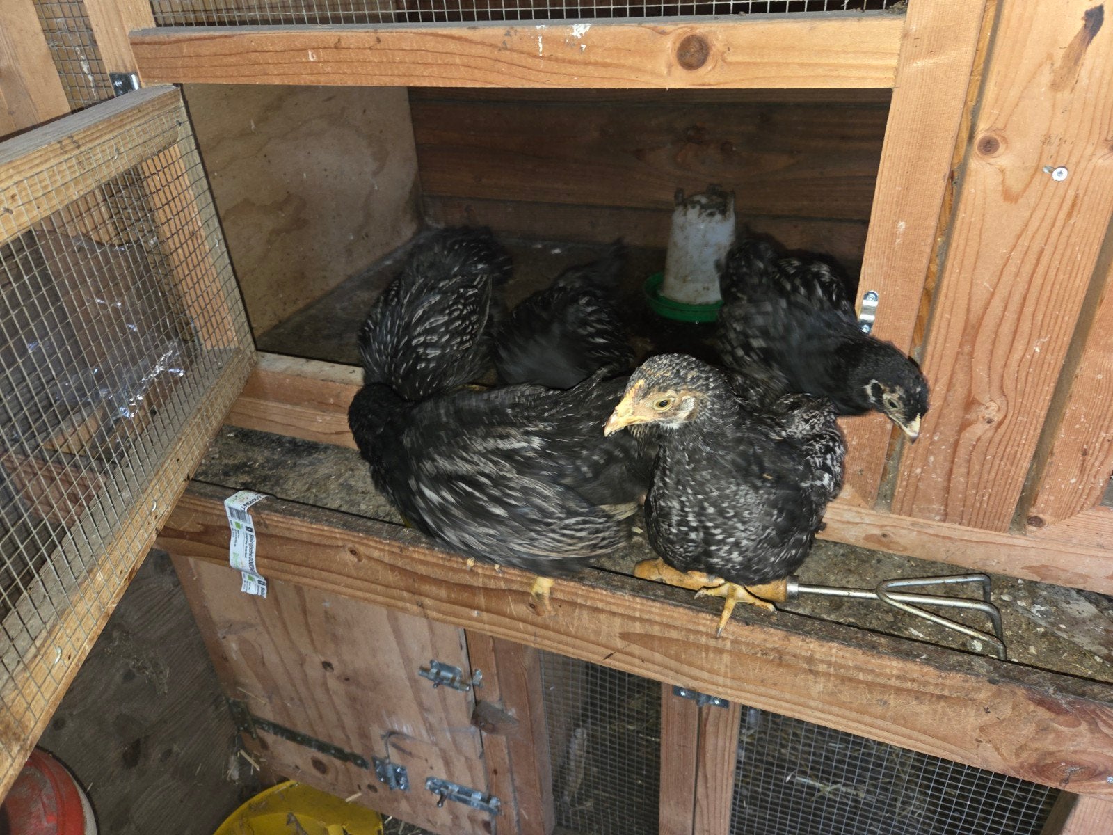 Barnevelder, Mannelijk, Kip