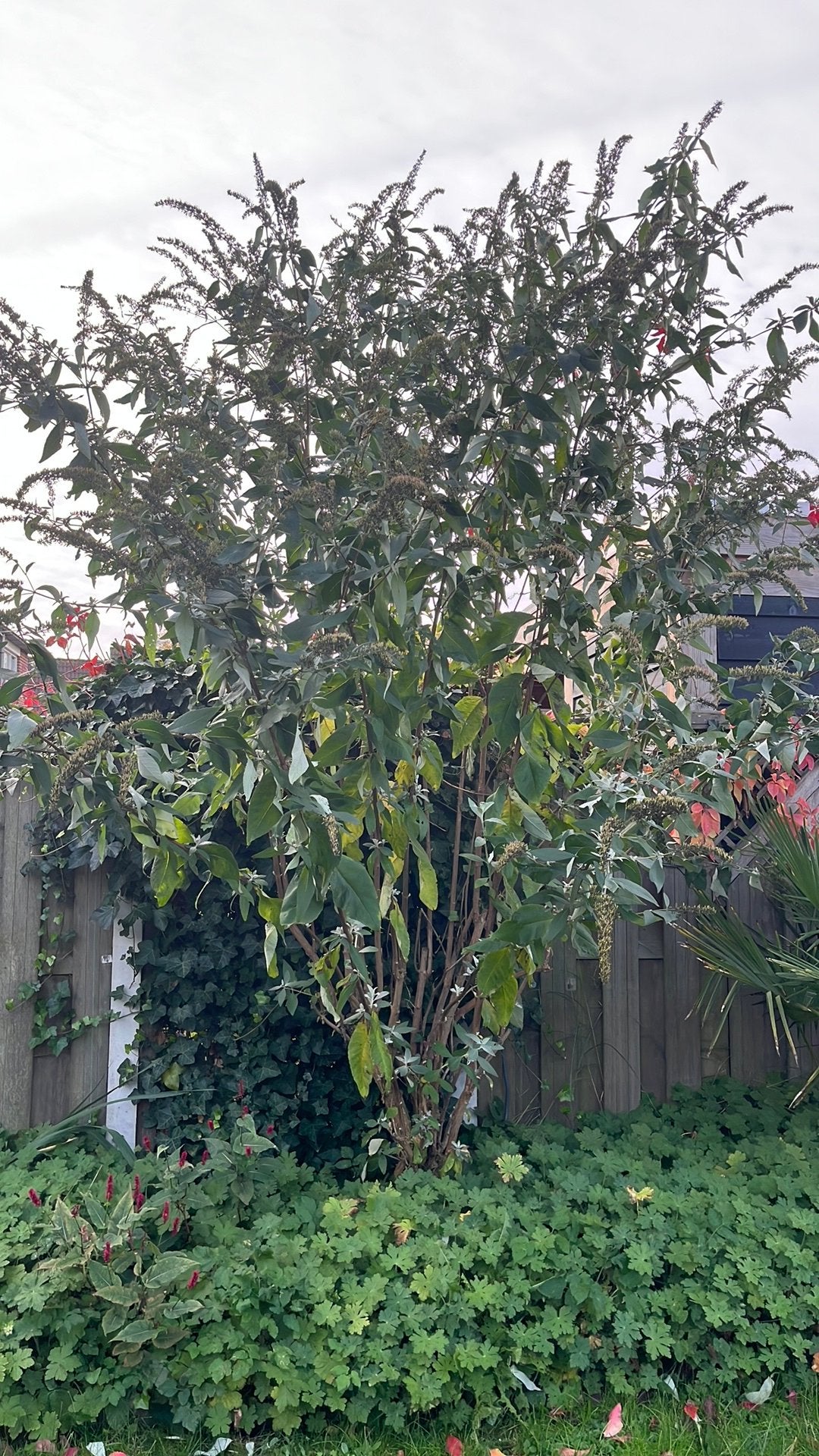 Grote paarse vlinderstruik, Tuin en Terras, Overige soorten, 100 tot 250 cm, Zomer, Ophalen