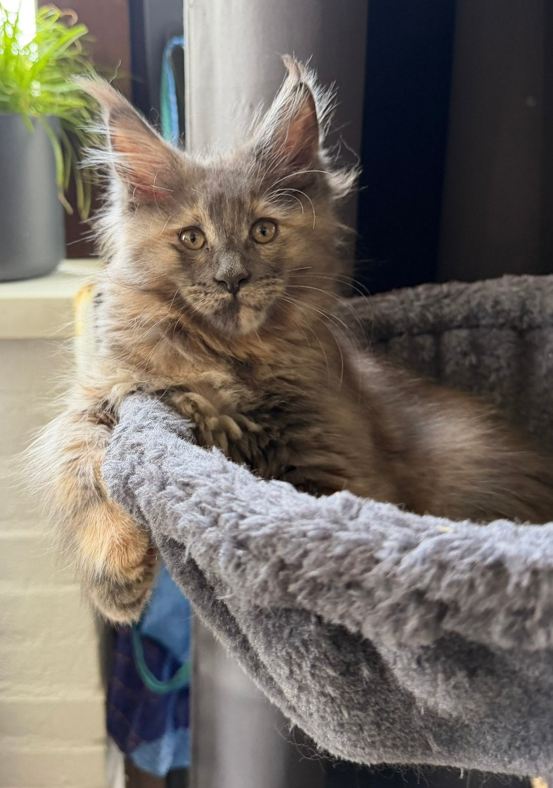 Maine Coon Kittens, Poes, Ontwormd, 0 tot 2 jaar