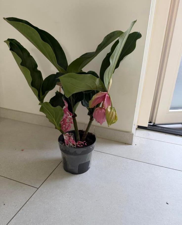 Prachtige Medinilla Magnifica plant, Overige soorten, Vaste plant, Ophalen of Verzenden, Halfschaduw