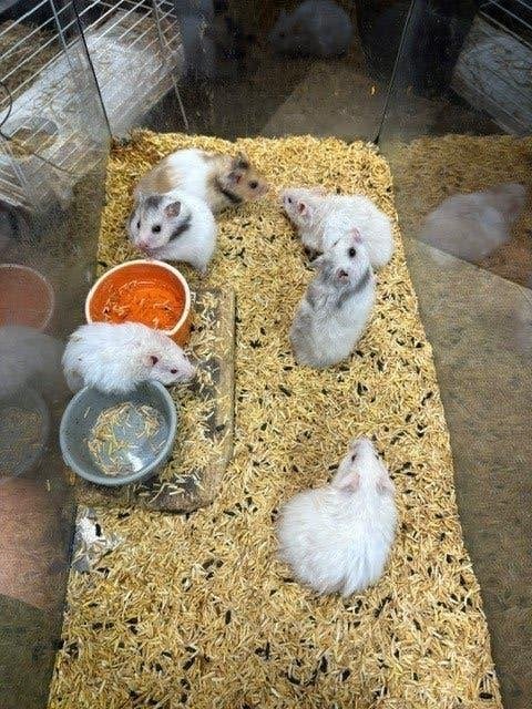 Goudhamster, Dieren en Toebehoren, Knaagdieren, Juni, Meerdere dieren, Hamster