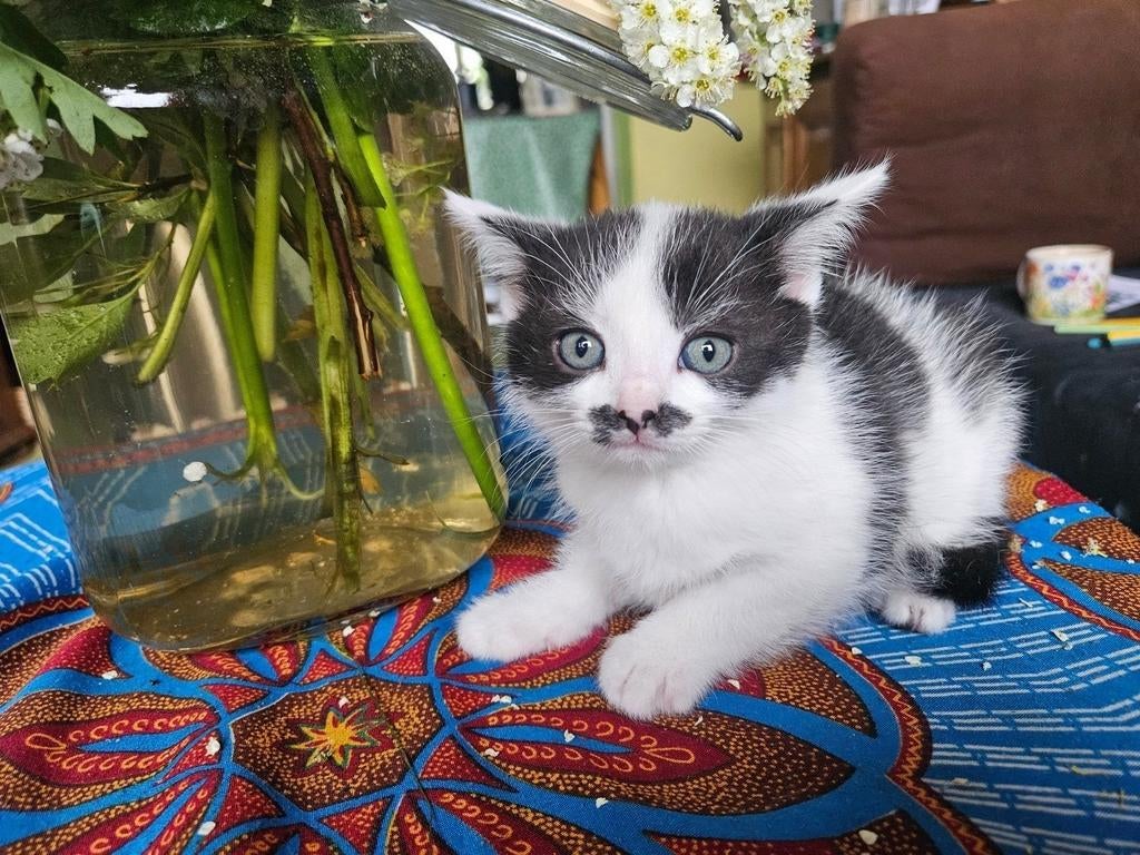 2 kittens, willen het liefst samen weg., Dieren en Toebehoren, Katten en Kittens | Overige Katten, Poes
