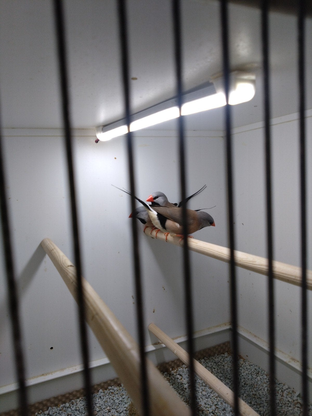 jonge spitsstaartamadine, Meerdere dieren