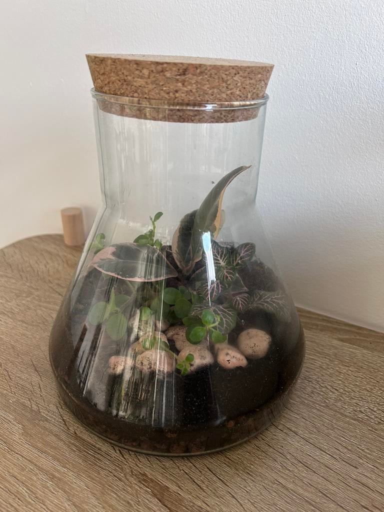 Ecosysteem met drie plantjes, Ophalen, Halfschaduw, Minder dan 100 cm