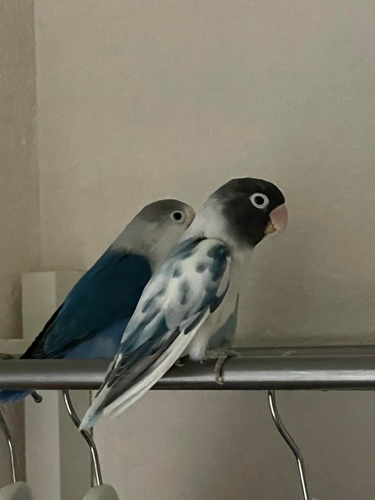 Agapornis Dwergpapegaai Lovebird Fischerie Personata, Dieren en Toebehoren, Vogels | Parkieten en Papegaaien, Meerdere dieren