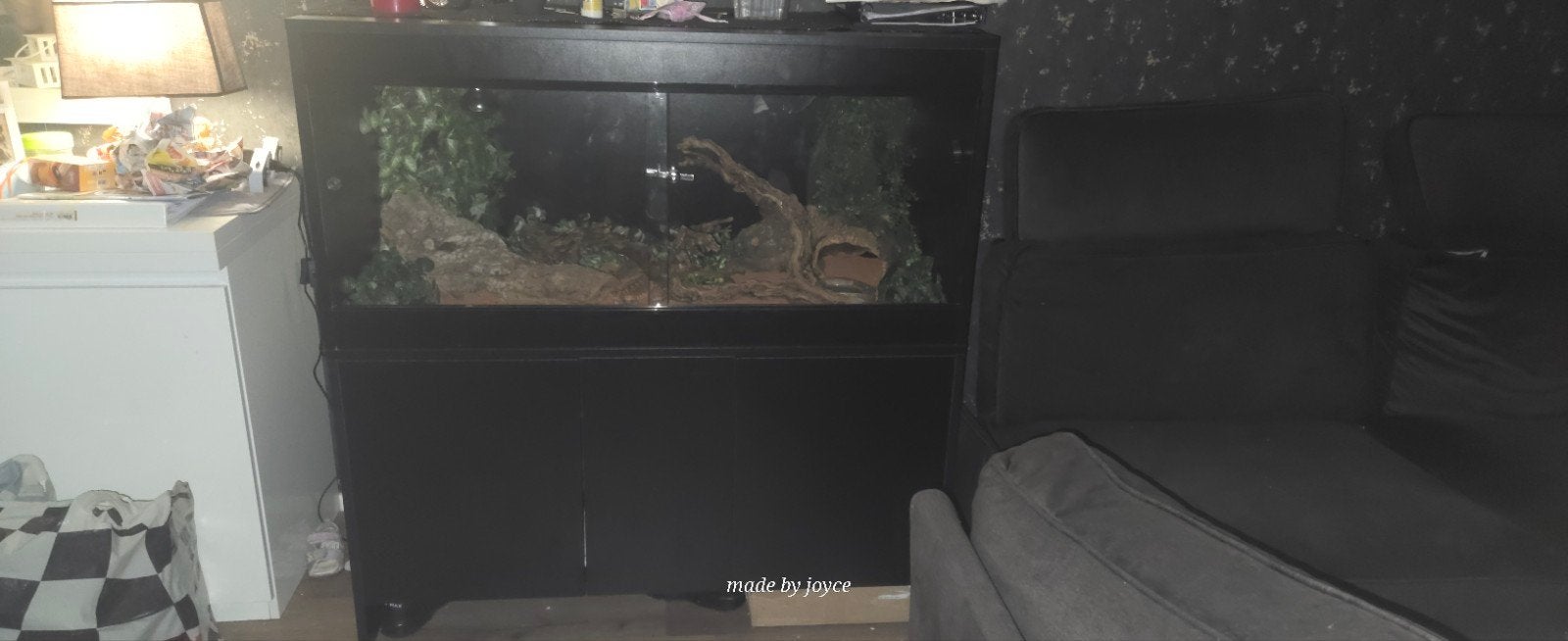 Baardagaam met nieuwe terrarium, Hagedis, 0 tot 2 jaar