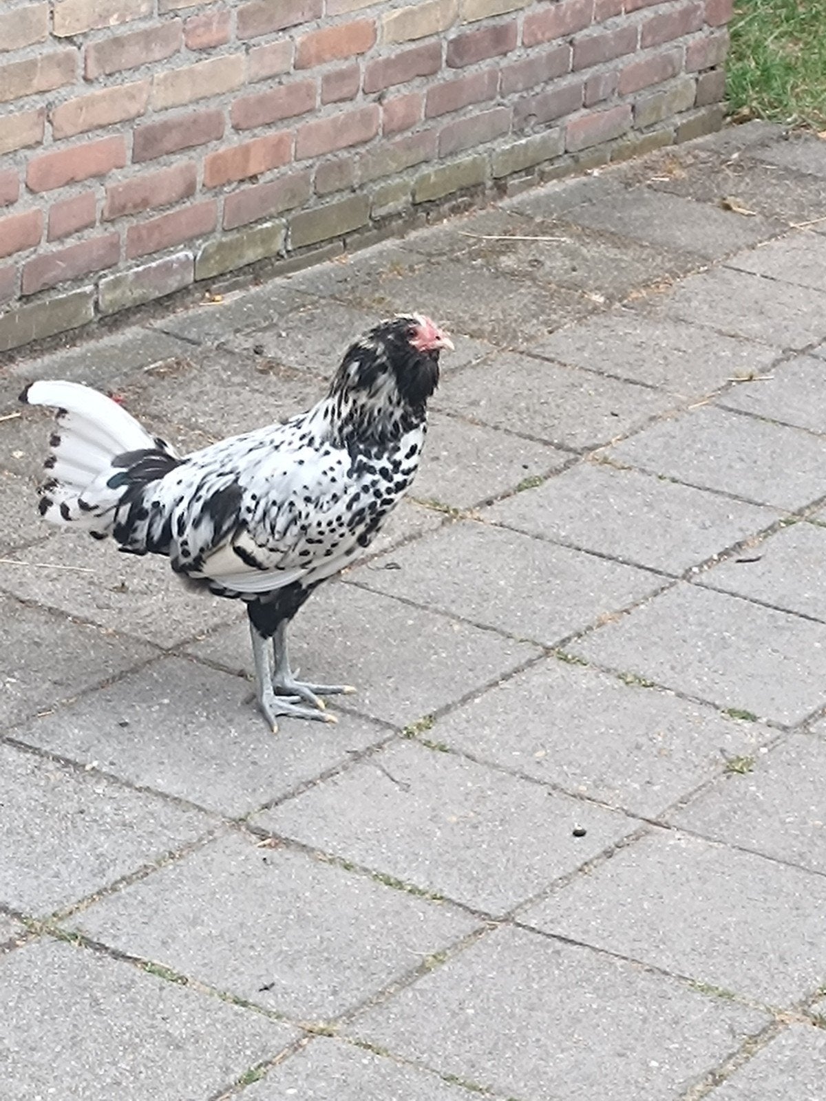 uilebaard Haan, Dieren en Toebehoren, Mannelijk, Kip