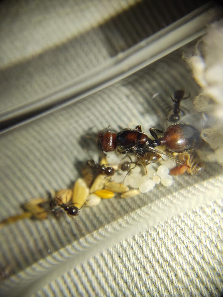 Messor Barbarus bi-color koninginnen (+werksters) te koop., Mieren