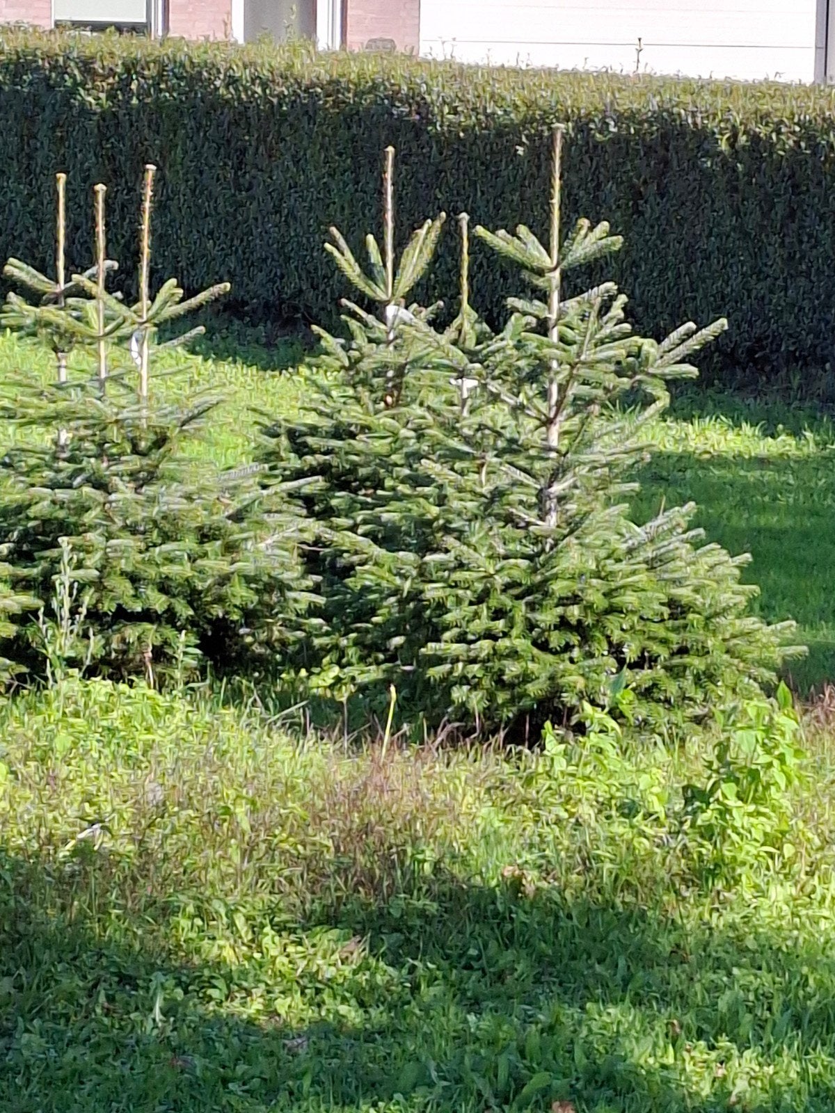 kerstbomen, Ophalen