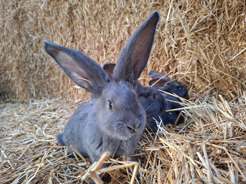 Blauwe vlaamse reuzen, Dieren en Toebehoren, Meerdere dieren, Groot, 0 tot 2 jaar
