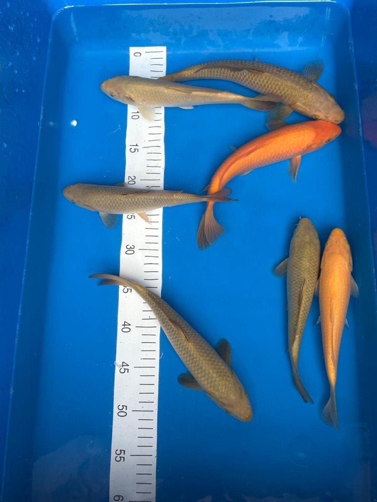 Tosai Kleuren Mix Chagoi, Karashigoi & Ochiba, Karper of Koi