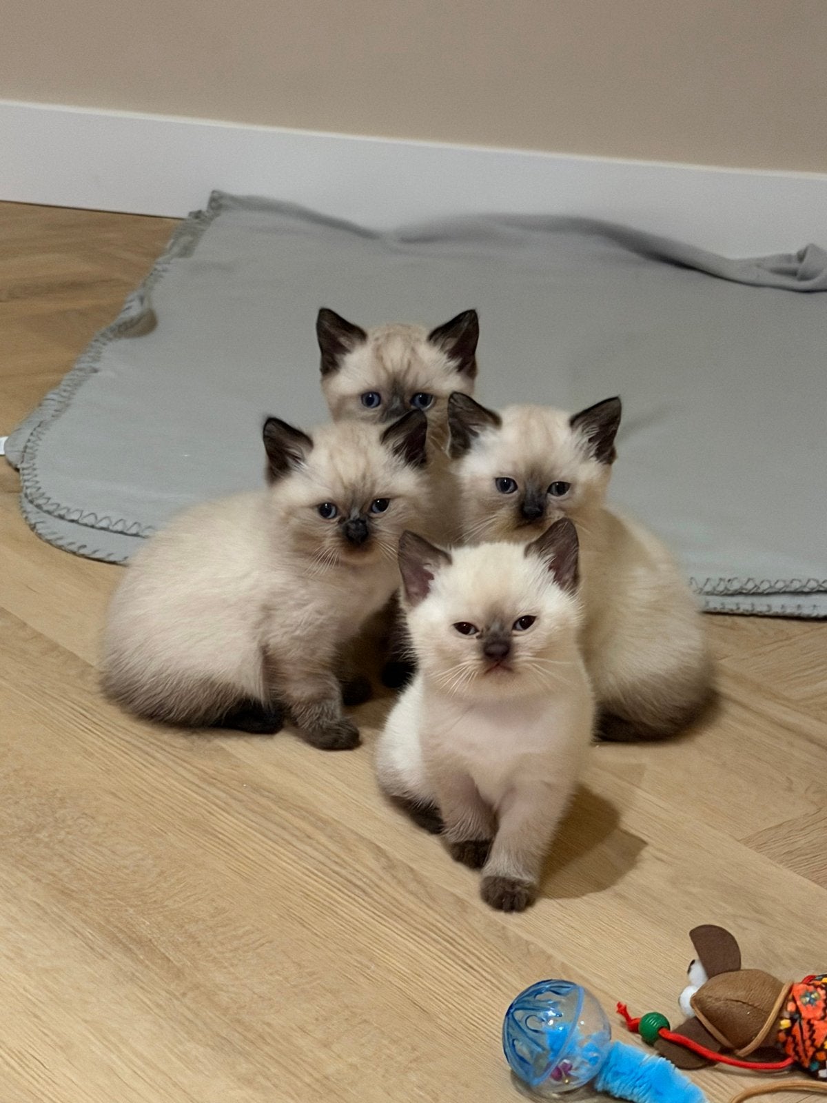 Siamees & britse korthaar mix kittens, Dieren en Toebehoren, Geslacht onbekend, Kortharig, 0 tot 2 jaar