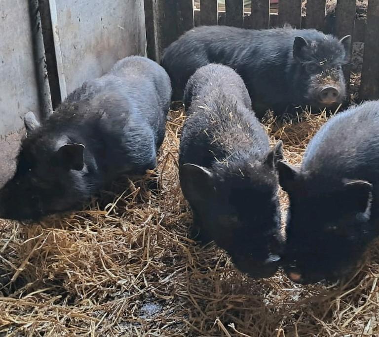 Onze lieve varkentjes (beeren!), Dieren en Toebehoren, Mannelijk, Varken, 0 tot 2 jaar