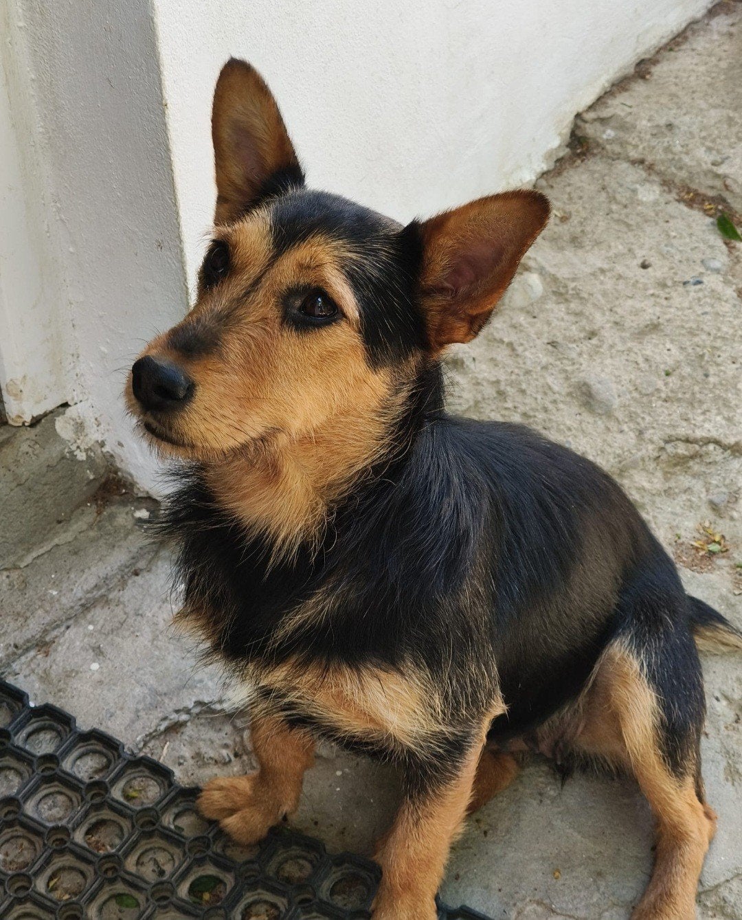 Klein blijvend hondje zoekt lief baasje, Dieren en Toebehoren, Honden | Niet-rashonden, 1 tot 2 jaar, Teef, Parvo, Eén hond