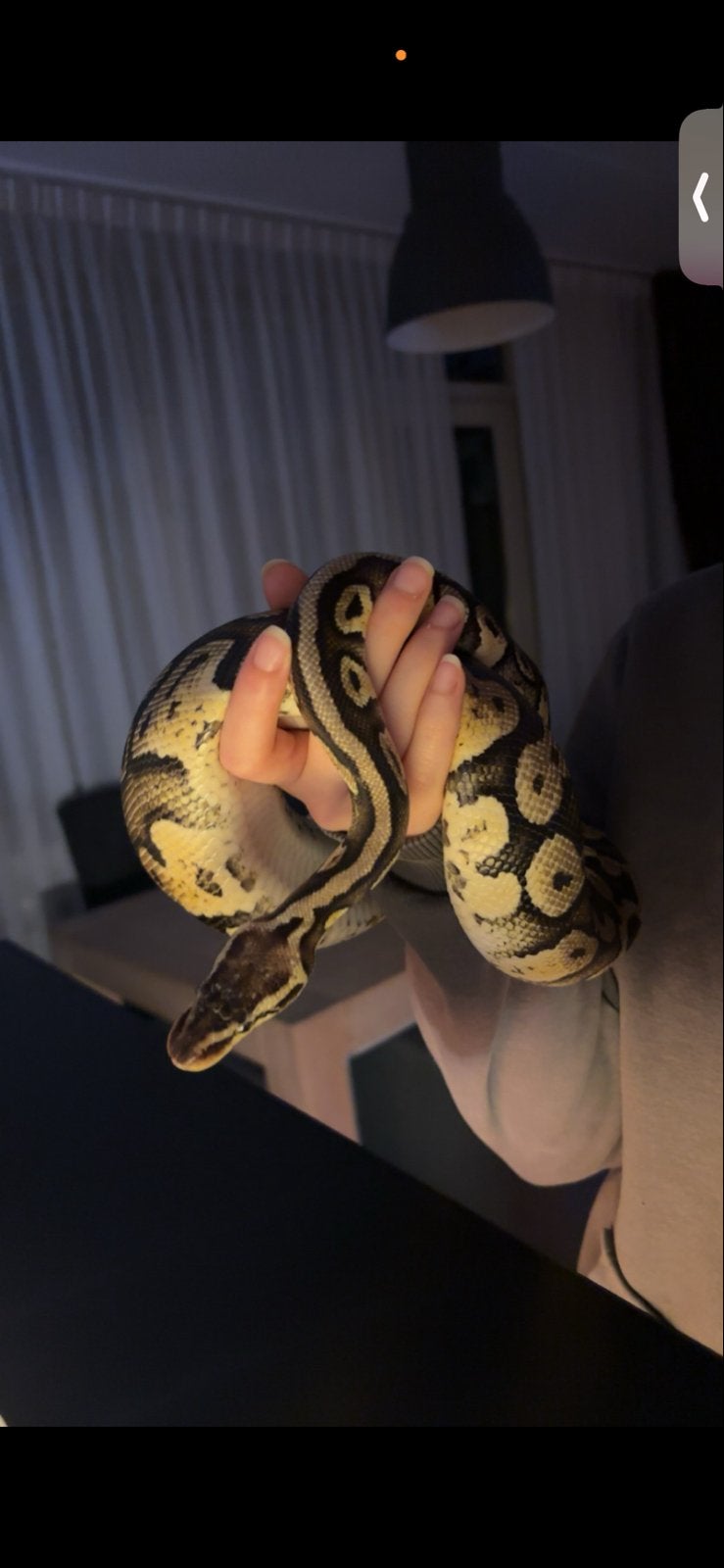Koningspython met terrarium Ball Python photo 3