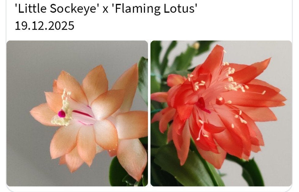 Schlumbergera nieuwe hybride zaadbesje op 1 bladsegment, Verzenden, Halfschaduw, Minder dan 100 cm