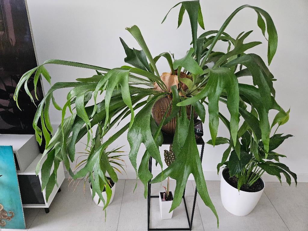 Grote kamerplant hertshoorn, Ophalen, Overige soorten, Halfschaduw, In pot