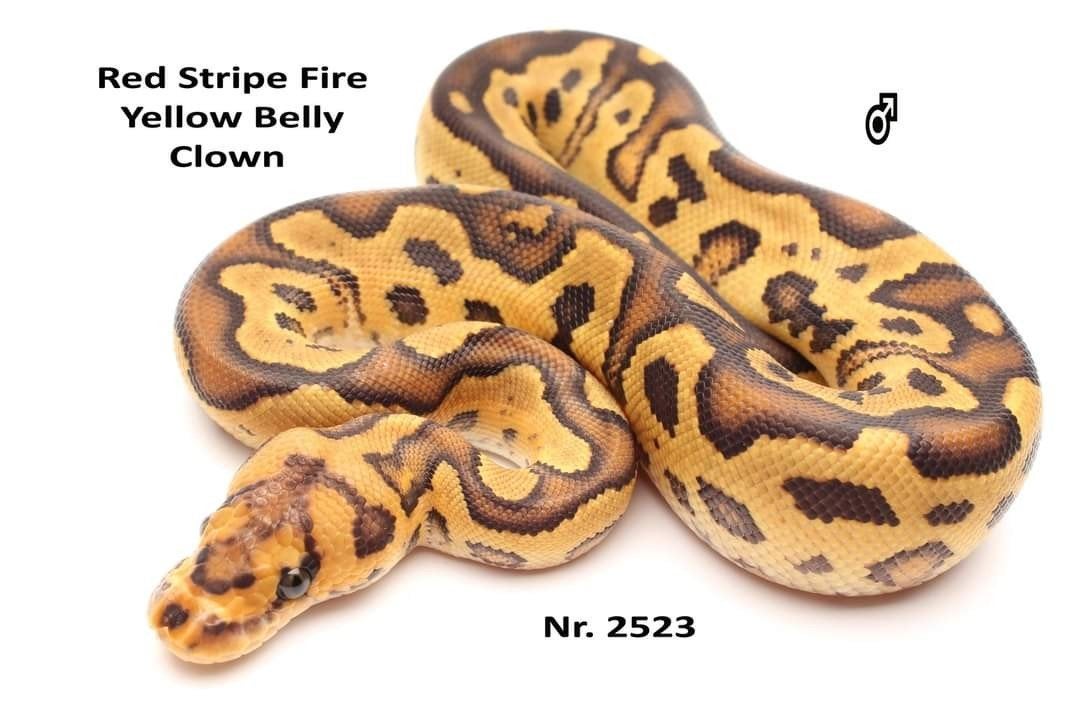 1.0 Redstripe Fire Clown (poss YB) Ball Python photo 2