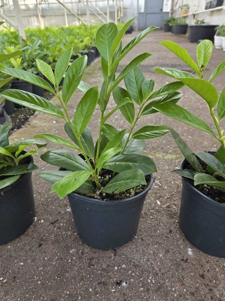 prunus laurier van 30 cm tot 100 cm, Ophalen of Verzenden, Laurier, Haag, Minder dan 100 cm