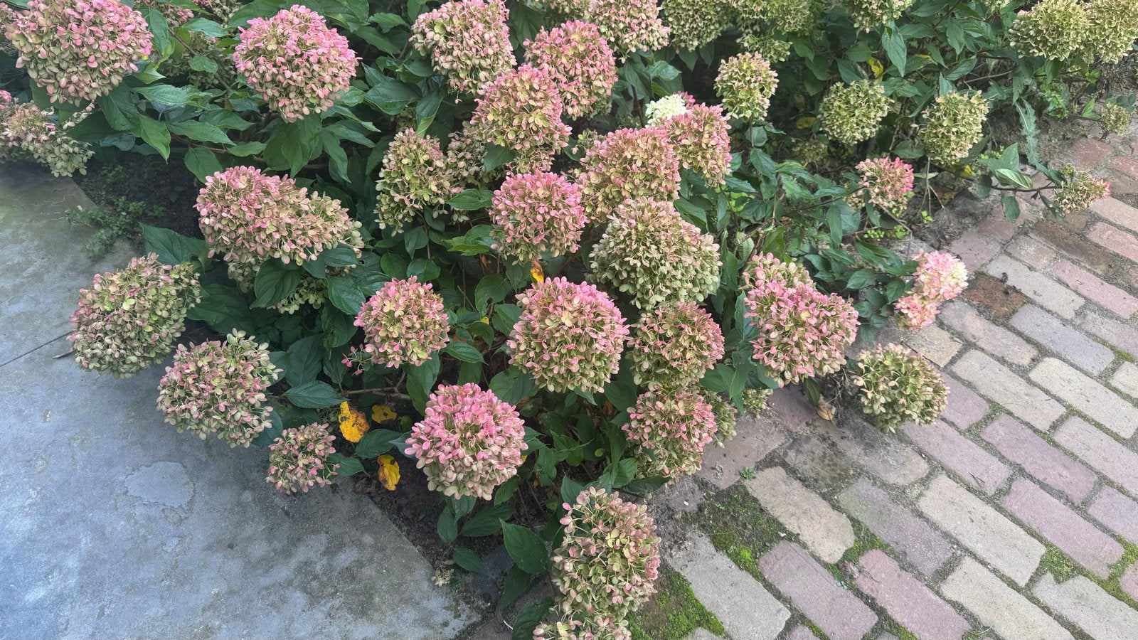 Prachtige Hortensia's voor uw tuin, Overige soorten, Vaste plant, Ophalen of Verzenden, Halfschaduw