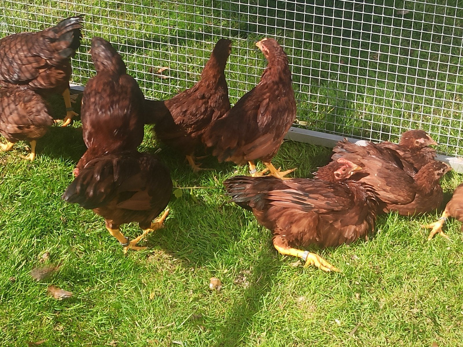 Toom Rhode Island Red kriel  2026 1+3 en broedeieren, Dieren en Toebehoren, Pluimvee, Meerdere dieren, Kip